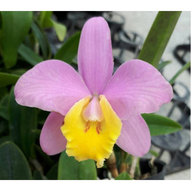 Cattleya Crystelle Smith N.R.|9 cm|Nee|Ja