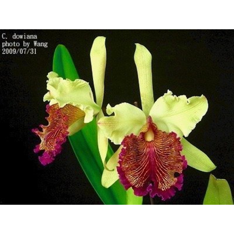 Cattleya dowiana Big Plant|17 cm|Nee|Ja