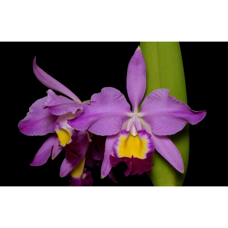 Cattleya eldorado ‘M.Itoo’ HCC/JOS