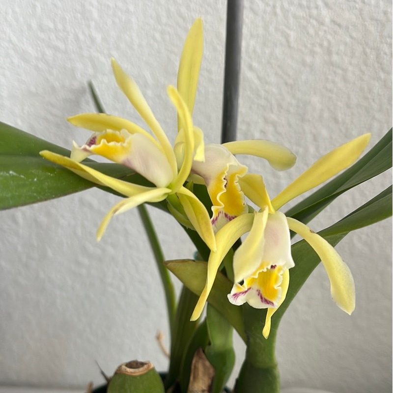 Cattleya iricolor f. xanthina ‘Ecuagenera’