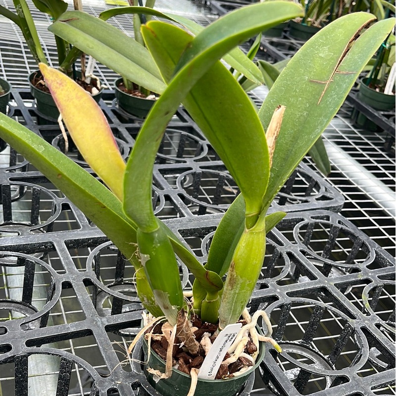 Cattleya Madeline Soto