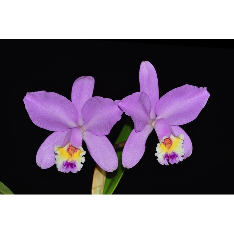 Cattleya Manglesii