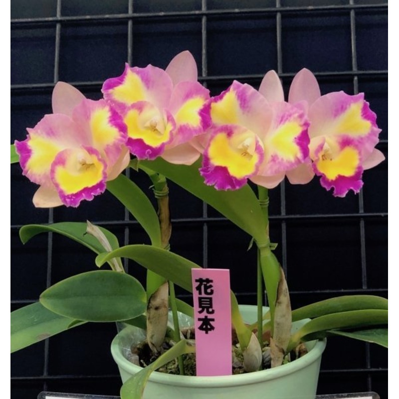 Cattleya Mari’s Beat Sweetheart