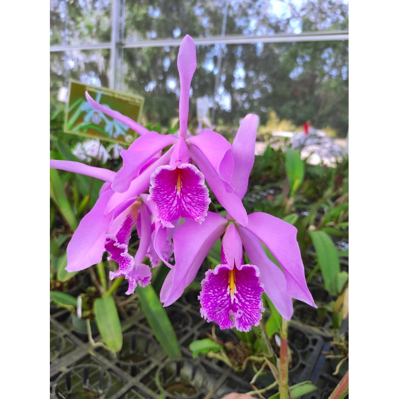 Cattleya maxima Ecua 0204 x Ecua 0201