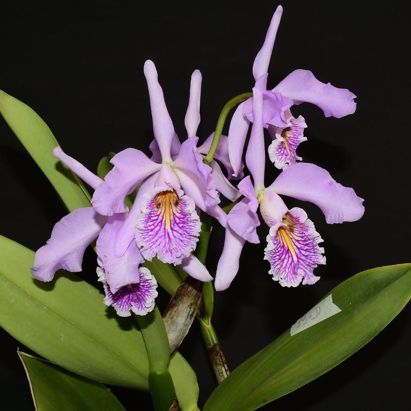 Cattleya maxima f. semialba ‘Delicata’ x ‘Ingrid’