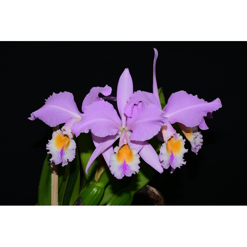 Cattleya mendelii ‘Clarita’ 001890