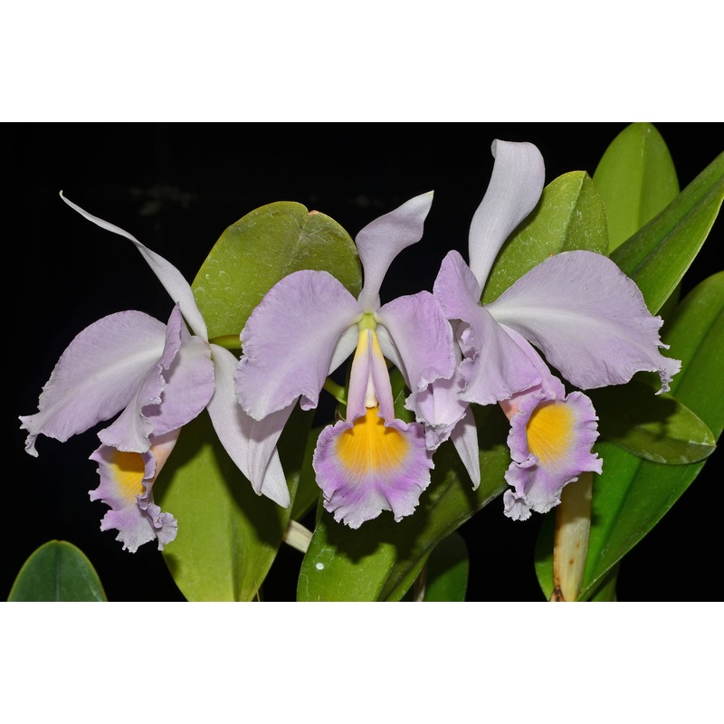 Cattleya trianae Luchita 0567