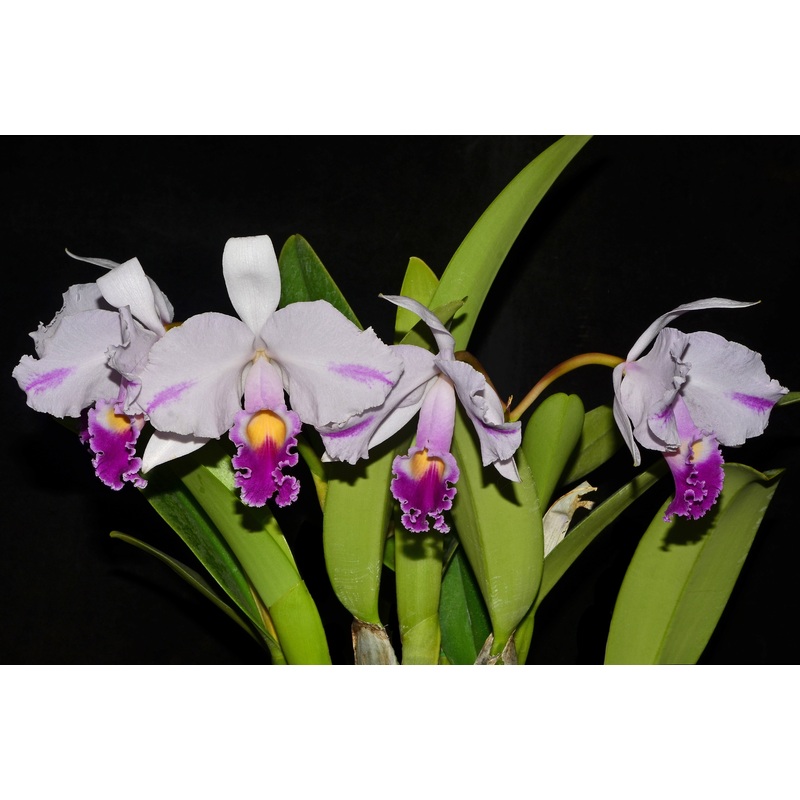Cattleya trianae splash ‘Abundancia’ 0618