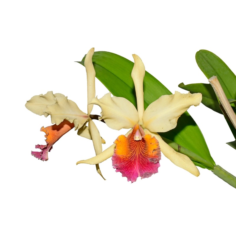 Cattleya Triumphans