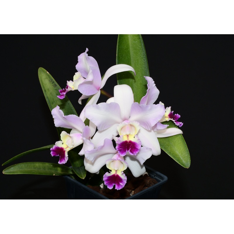 Cattleya Uzhupud Garden