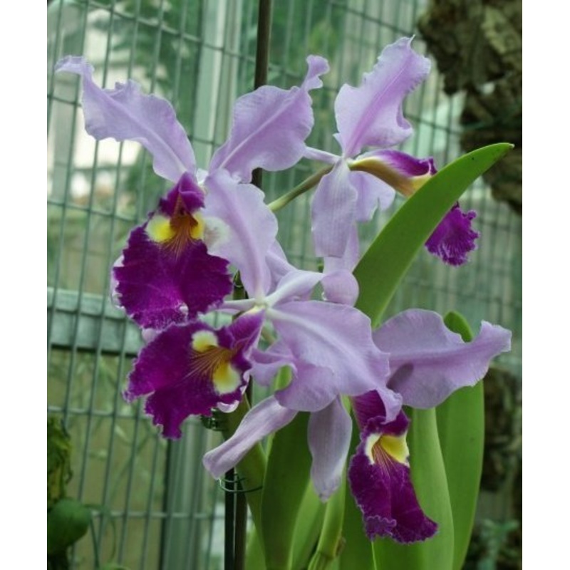 Cattleya warscewiczii  (Small size)