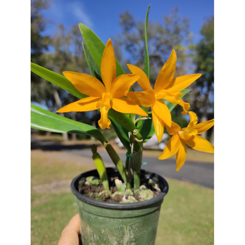 Cattlianthe Burning Star