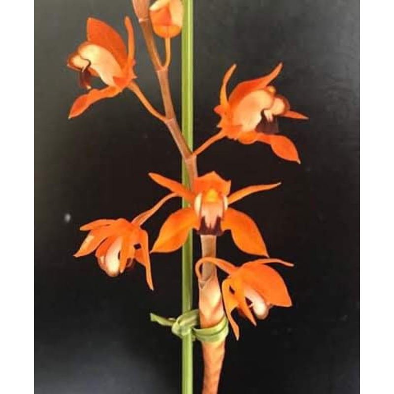 Coelogyne ecarinata|10 cm|Ja|Nee