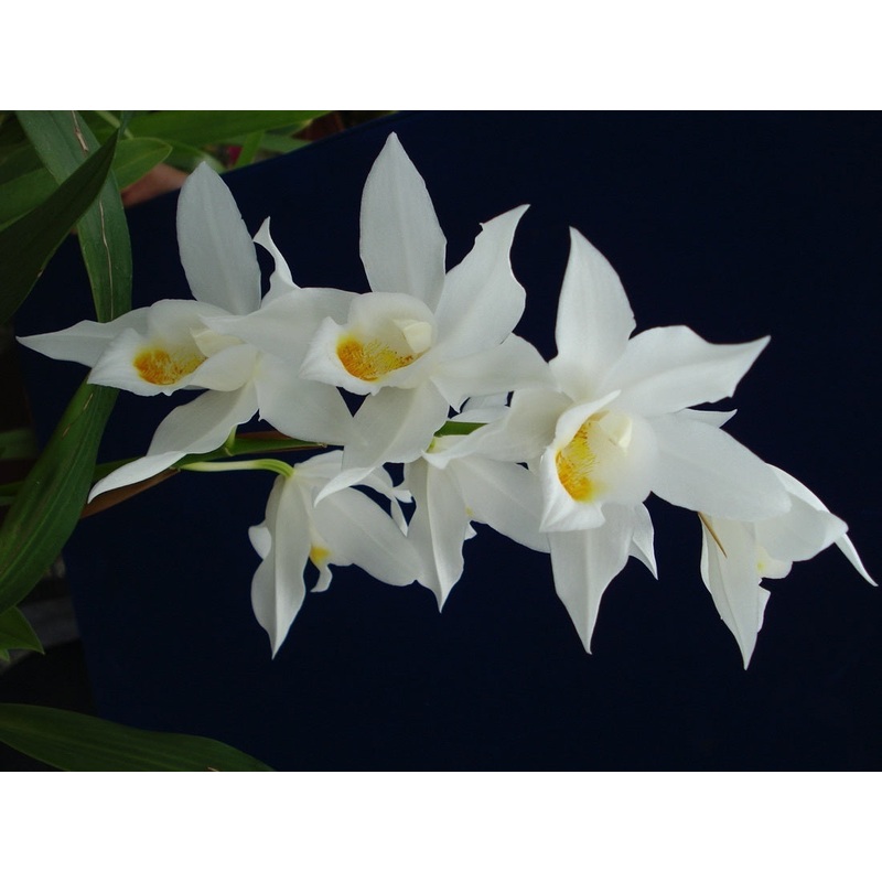 Coelogyne mooreana ‘Westonbert’