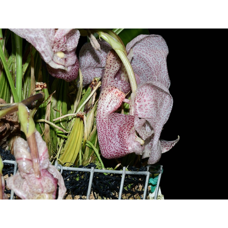 Coryanthes schmidtii
