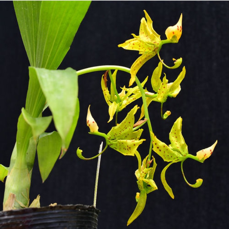 Cycnoches Ecuagenera
