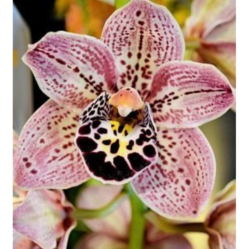 Cymbidium Dots Downunder|12 cm|Nee|Ja