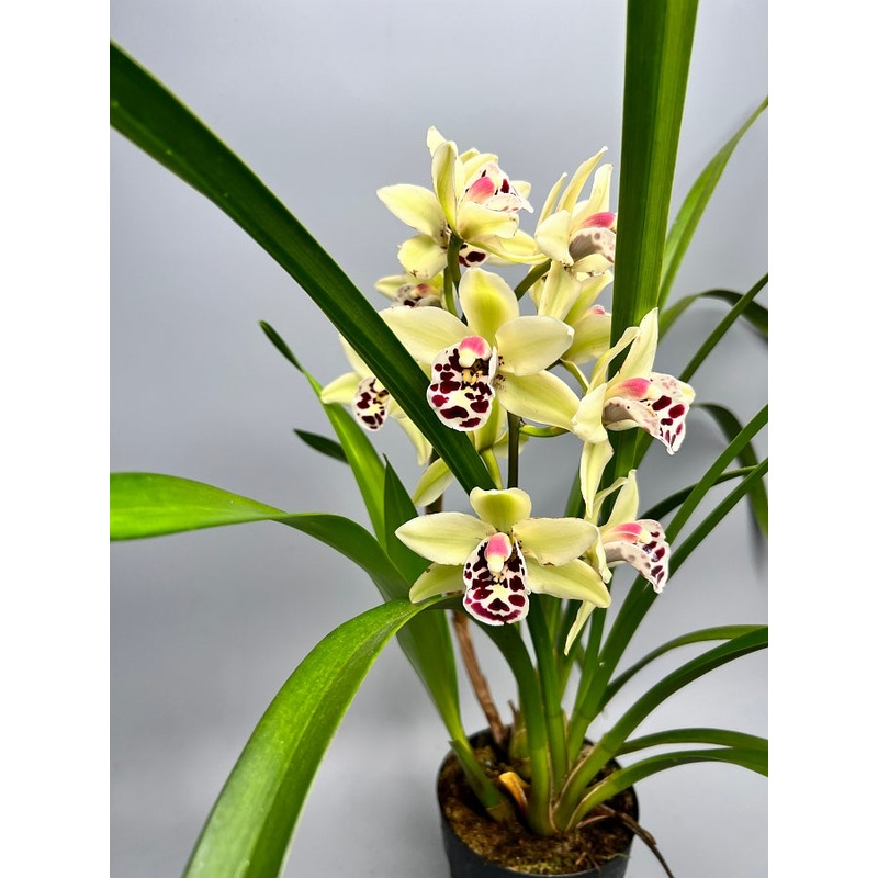 Cymbidium Sally Gap|14 cm|Nee|Ja