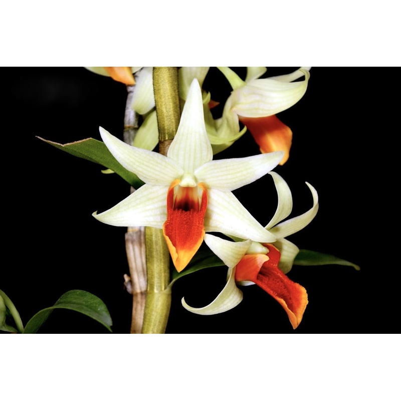 Dendrobium Jaiho Delight (D.Hsingying Frosty maree x D.tobaense)