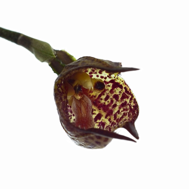 Dracula mopsus