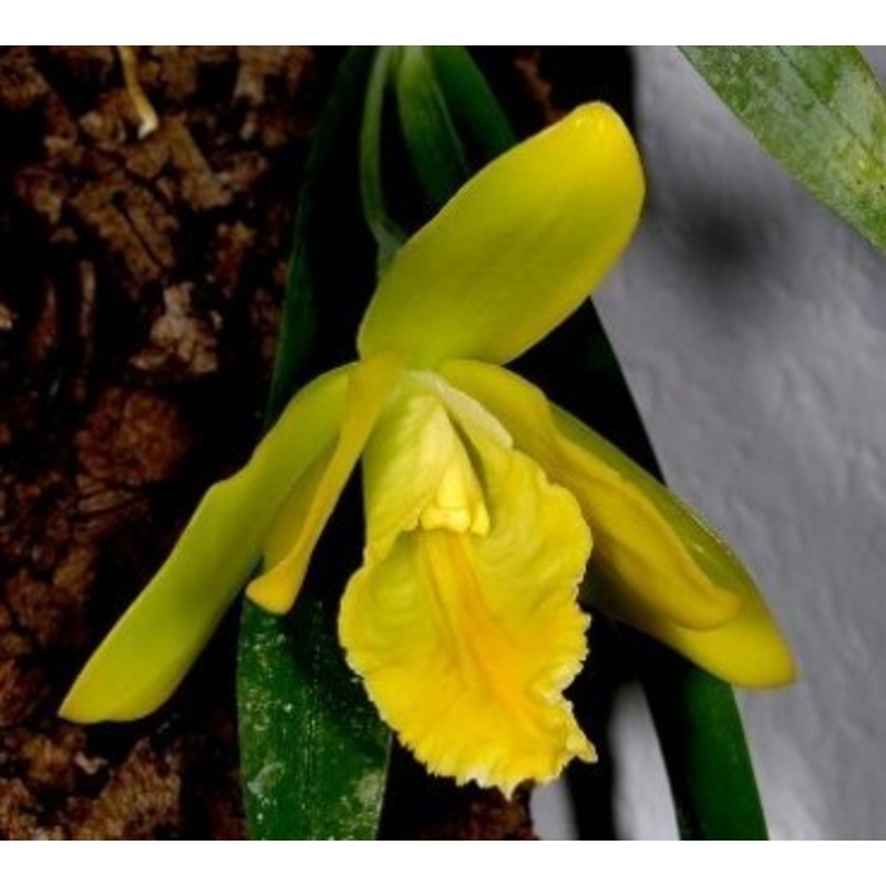 Encyclia citrina (Euchile citrina)
