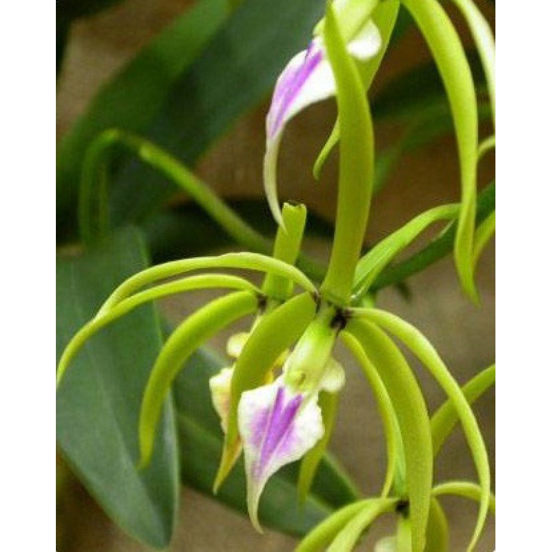 Encyclia ionocentra Big Plant|17 cm|Nee|Ja