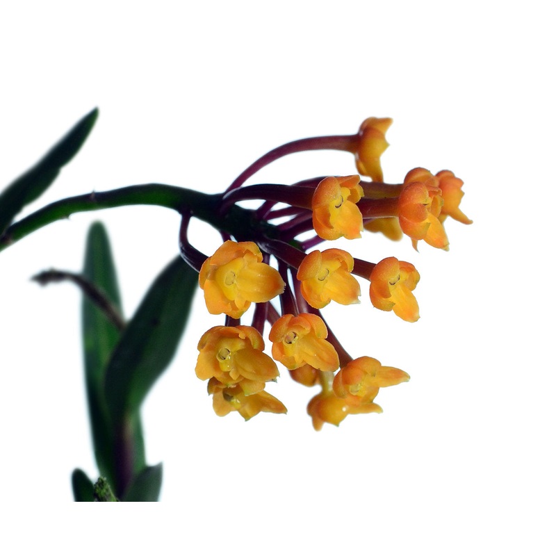 Epidendrum hemiscleria