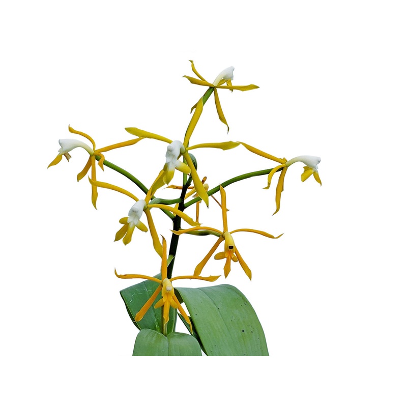 Epidendrum lehmannii