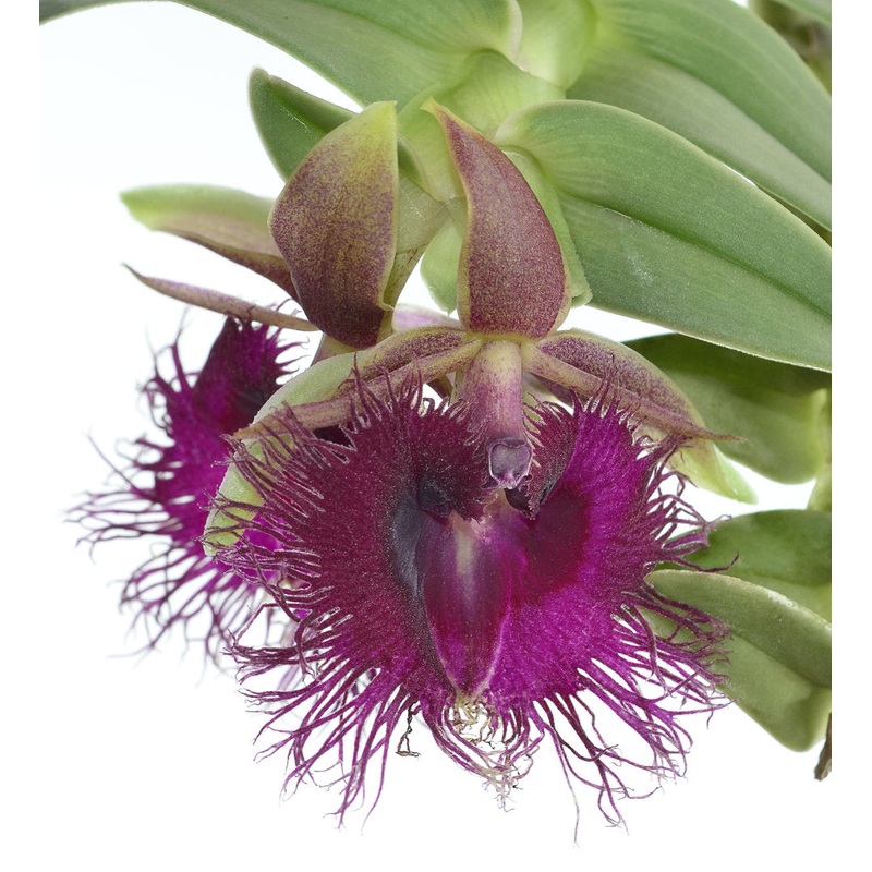Epidendrum medusae