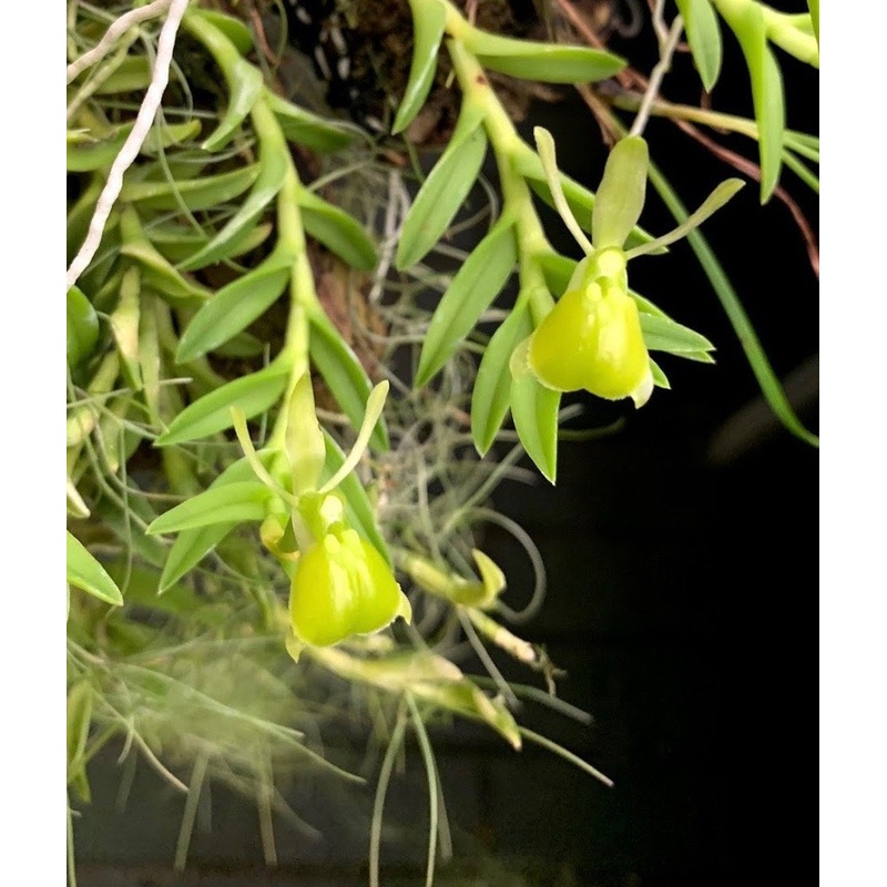 Epidendrum porpax var Alba|6 cm|Nee|Ja
