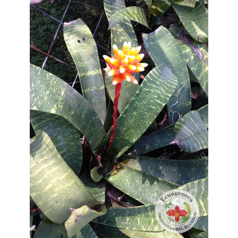 Guzmania musaica
