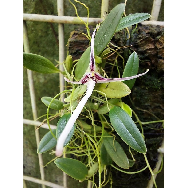 Hapalochilus dolichoglottis|Nee|Ja
