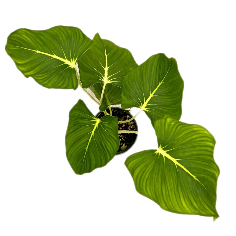 Hoaloea Chag white