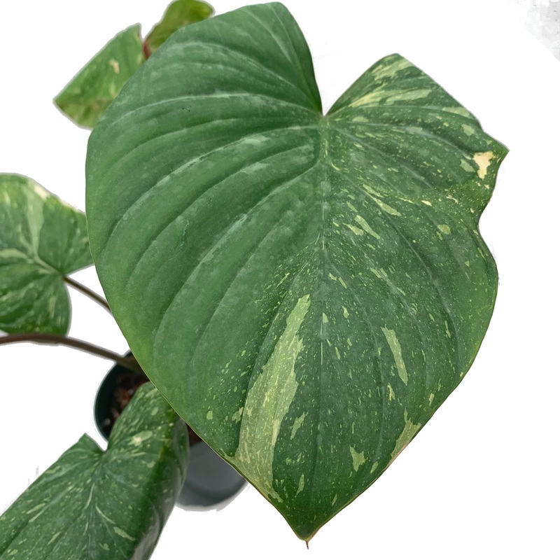 Homalomena rubescens Pink Splash