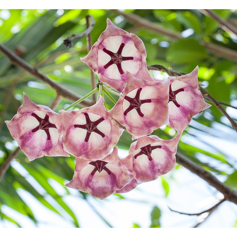 Hoya archboldiana|14 cm