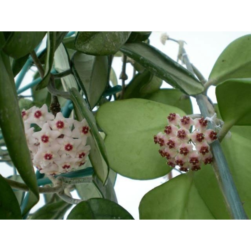 Hoya kerrii|12 cm