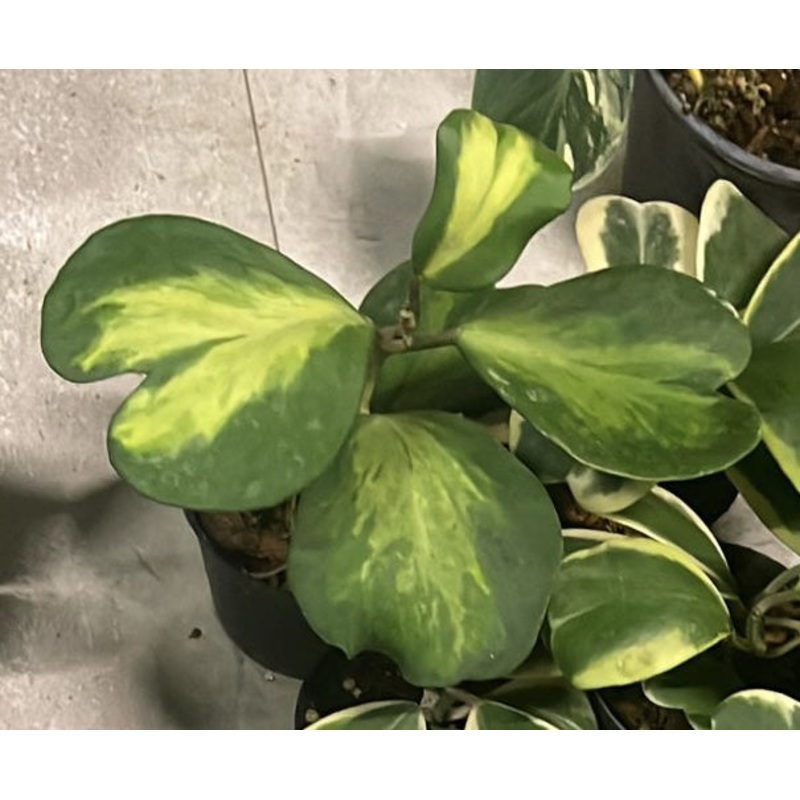 Hoya kerrii Reverse Variegata|10 cm