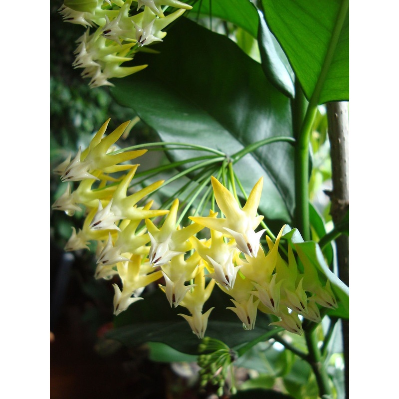Hoya multiflora|Ja|Nee