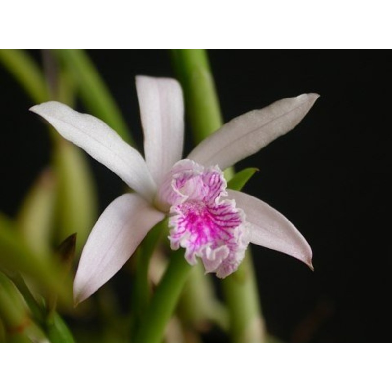 Laelia lundii (Big Plant)|10 cm|Nee|Ja