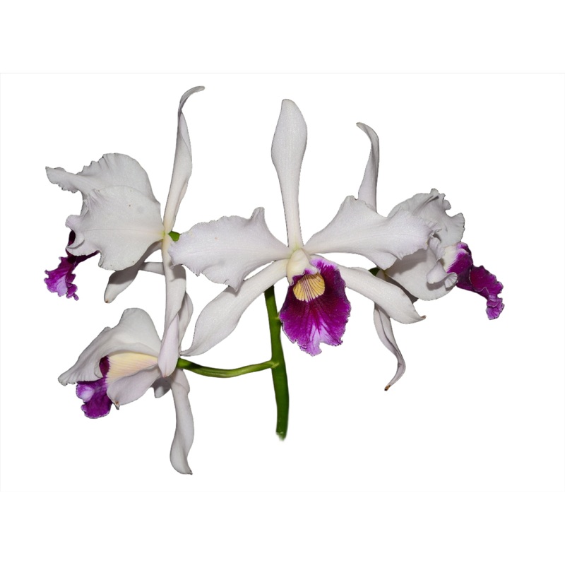 Laelia purpurata f. vinicolor