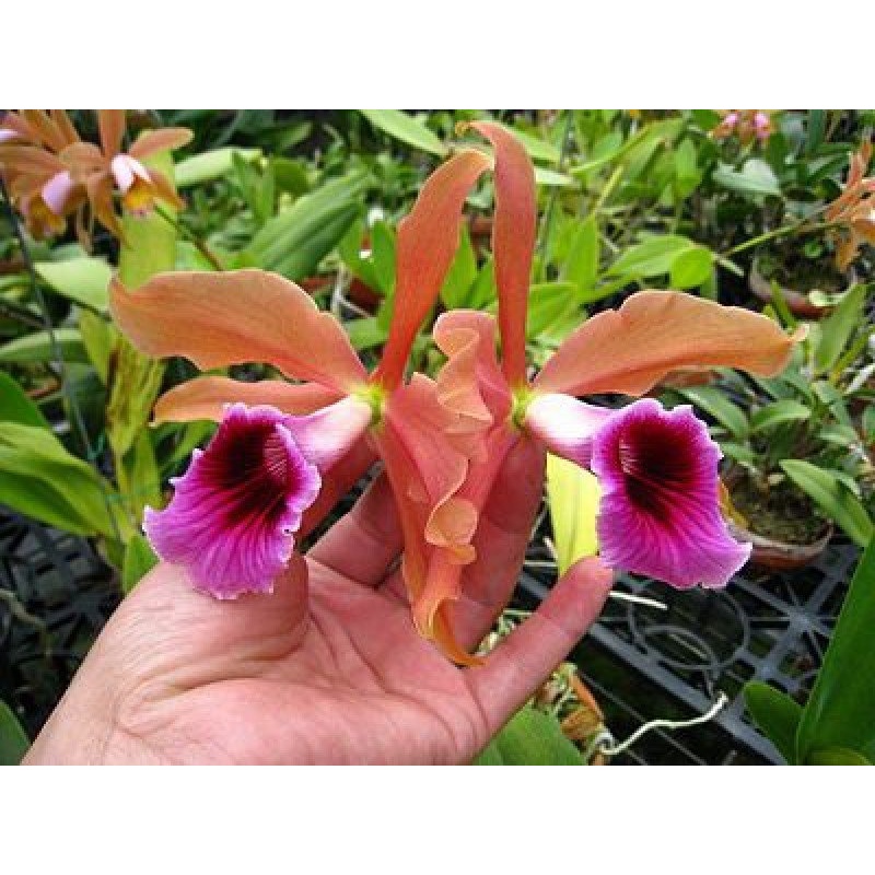 Laelia tenebrosa|10 cm|Nee|Ja