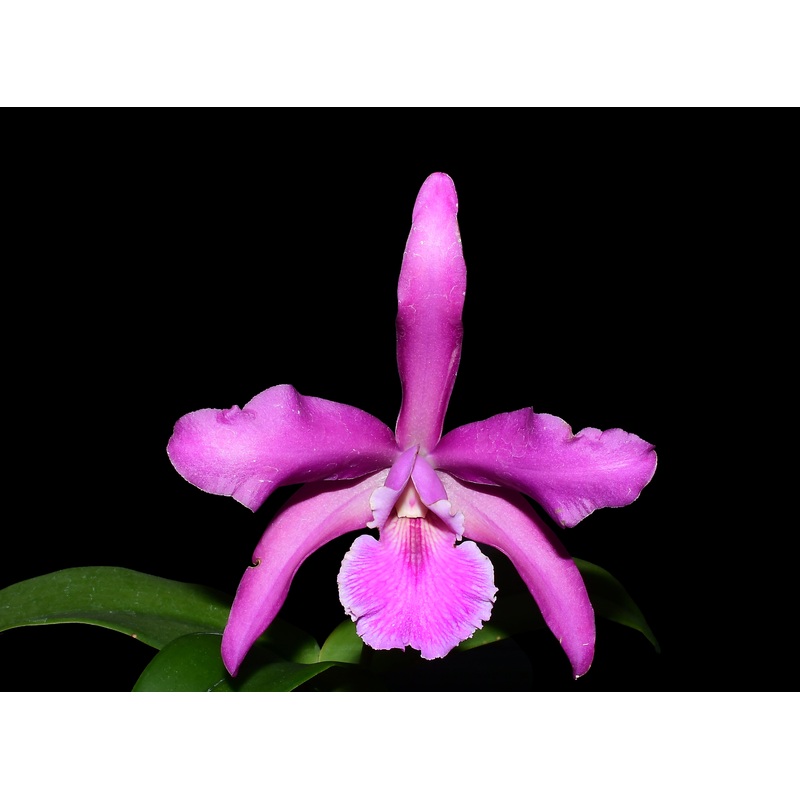 Laeliocattleya Mi Morena x Cattleya maxima ‘Carino 341’