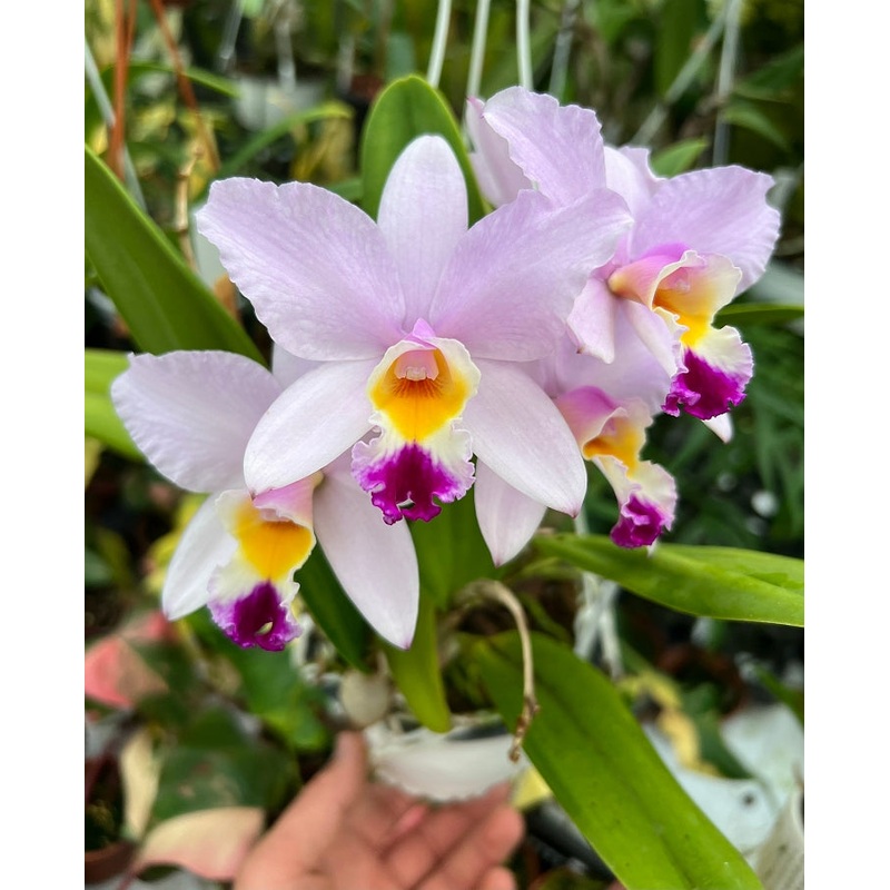 Laeliocattleya Star Parade ‘Volcano Queen’