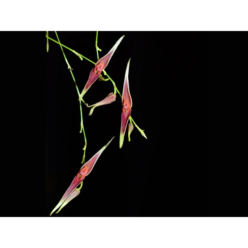 Lepanthes ionoptera