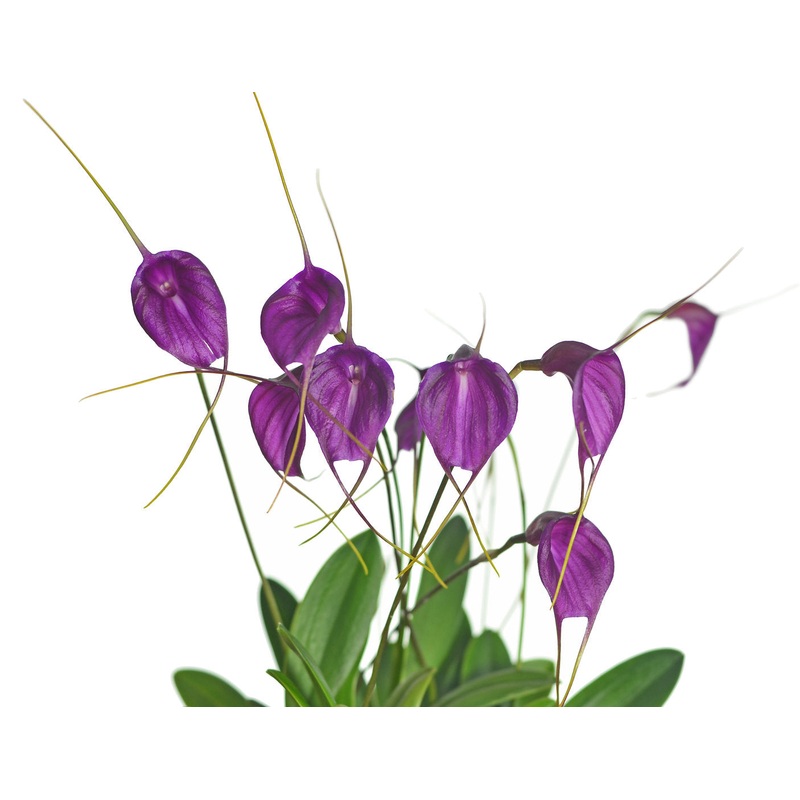 Masdevallia Fuchsia Dawn