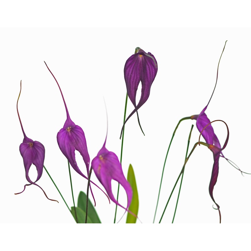 Masdevallia Machu Picchu