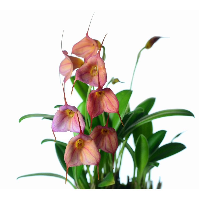 Masdevallia Marcelo Bejarano