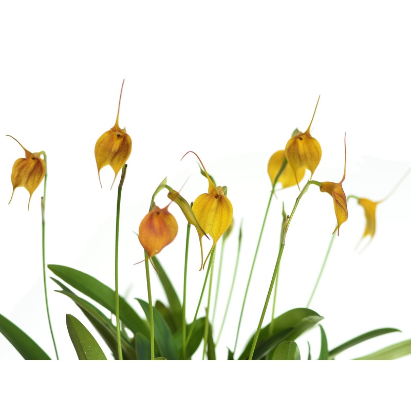Masdevallia Sol del Medio Dia