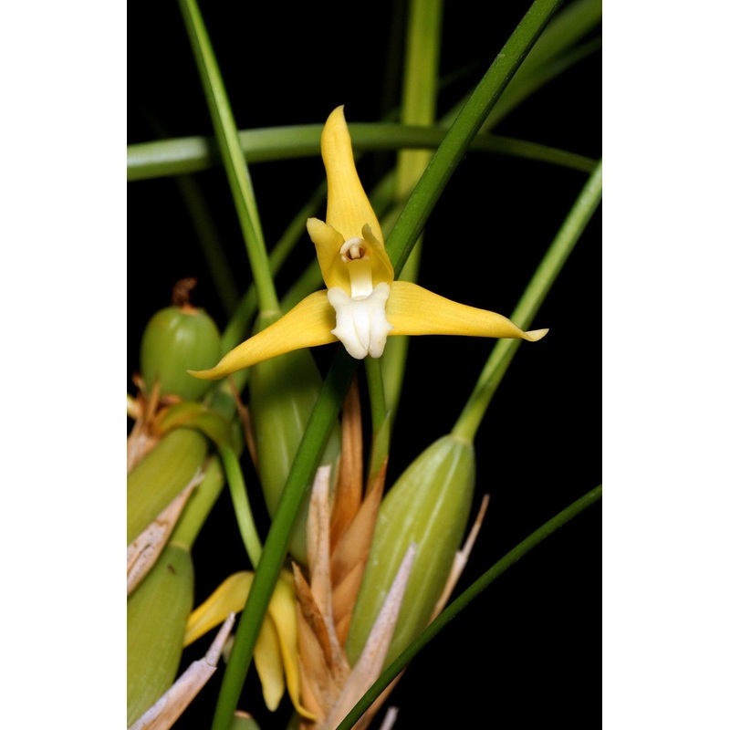Maxillaria tenuifolia var albina