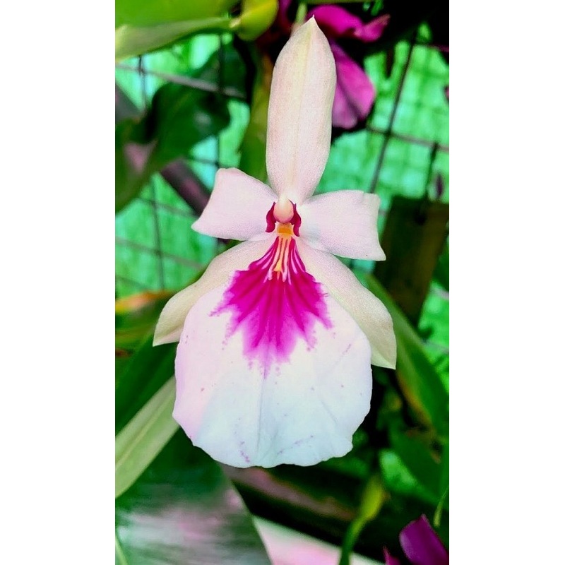 Miltonia spectabilis moreliana var. semi alba
